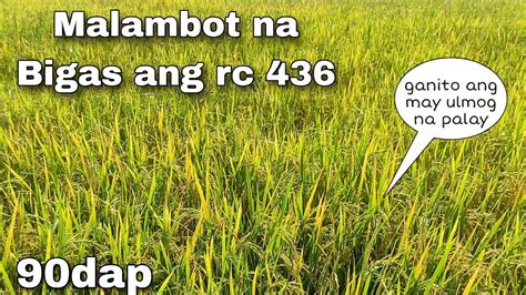 nsic rc 436 characteristics|NSIC RC 436 (inbred) Malambot na Bigas .